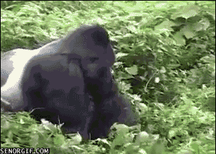 1334156574-1334148837349.gif