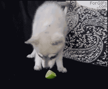 1345294491-1334149083042.gif