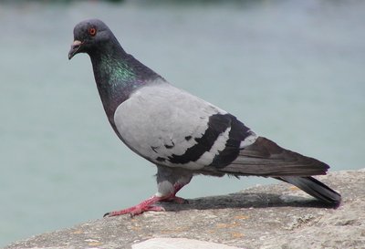 1383125979-pigeon.jpg