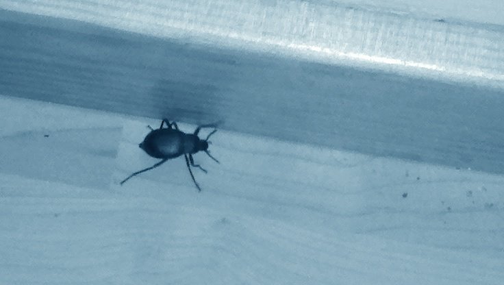 Y a des insectes qui traînent chez moi 1397625200-2014-04-16-06-42-46-234