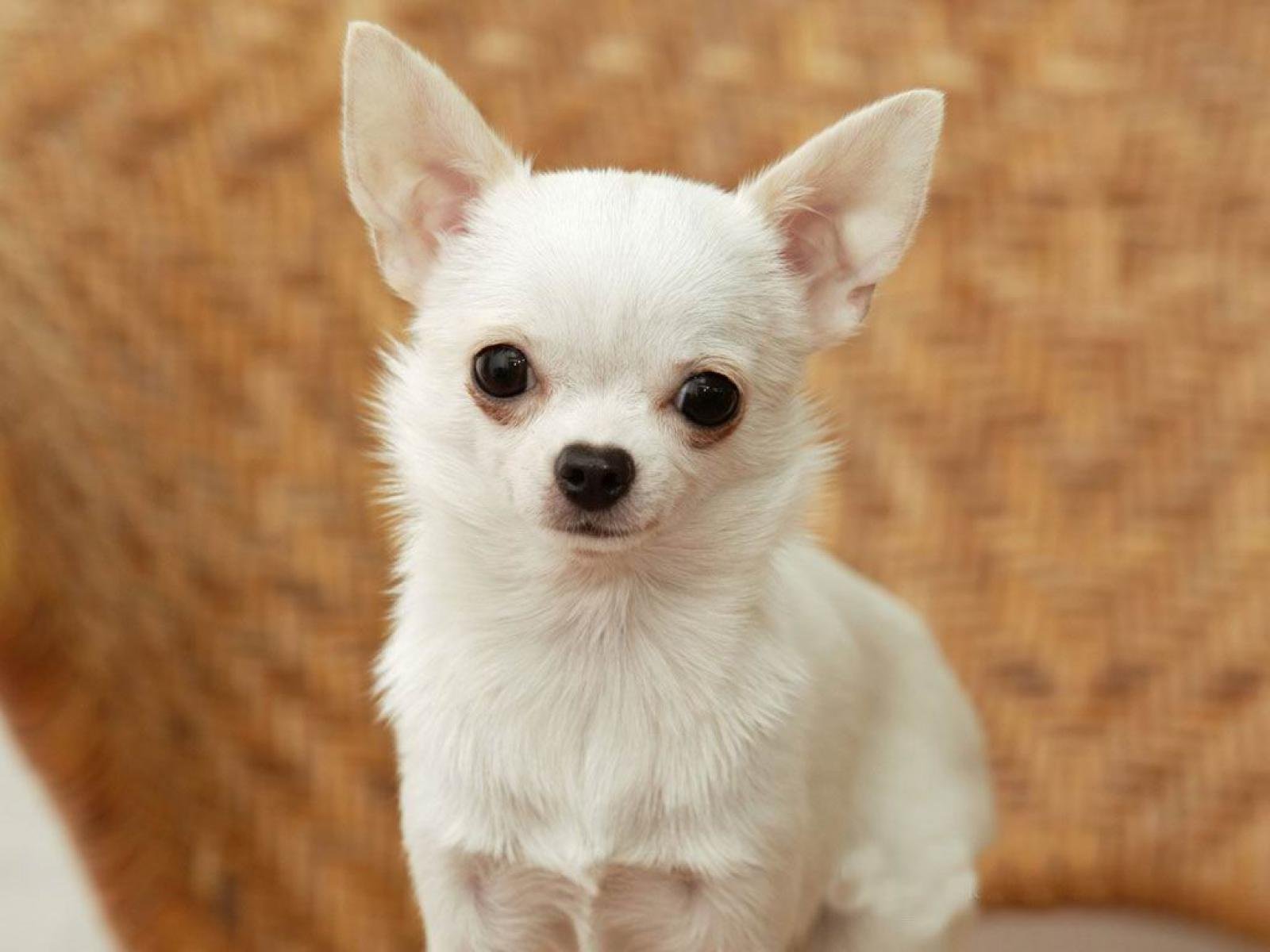 chihuahua-information-dog-breeds-at-thepetowners