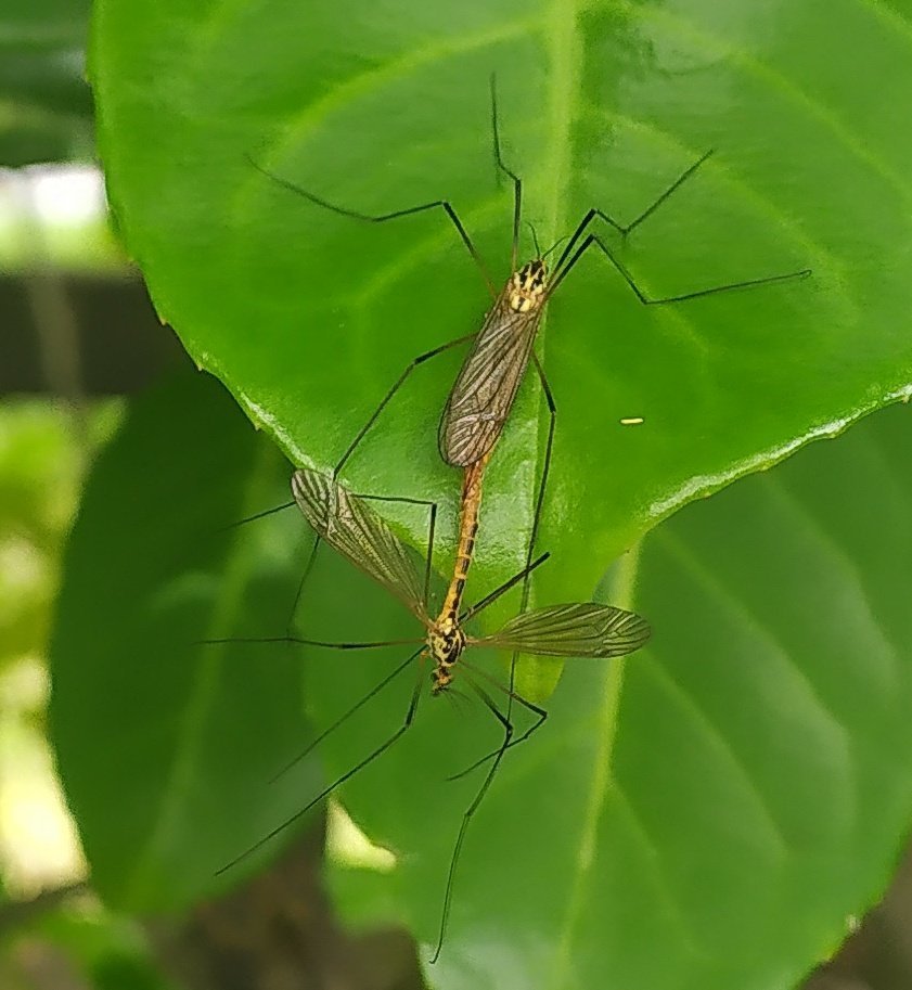 http://image.noelshack.com/fichiers/2021/22/7/1622981808-insectes-du-jardin.jpg