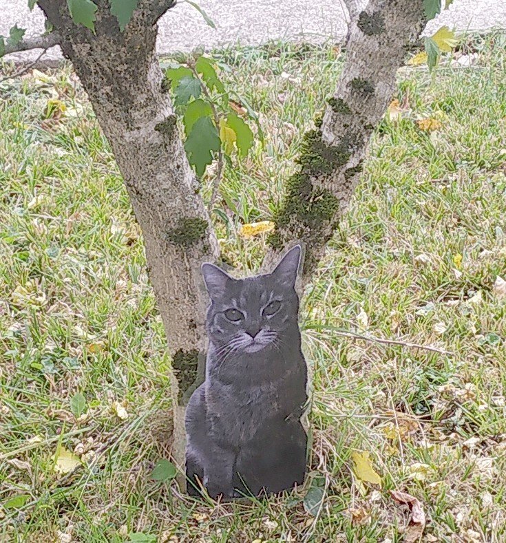http://image.noelshack.com/fichiers/2021/43/6/1635597743-chat-epouvantail.jpg