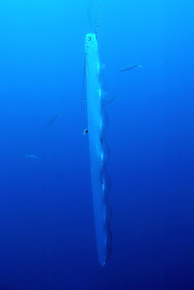 La PROFONDEUR de l OCÉAN et les ABYSSES vous font flipper sur le