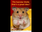 1336314050-Hamster+1.png