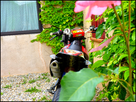 1339881553-P1040172.png
