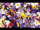 wallpapers flowers multicolors
