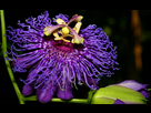 fond d'ecran de fleur exotique violette