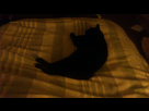 http://image.noelshack.com/minis/2013/02/1357689522-android-image-01-09-2013.png