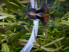 Guppy Male Malade 1367849353-p1000532