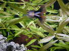 Guppy Male Malade 1367849358-p1000543