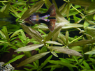 Guppy Male Malade 1367849367-p1000537