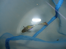 Guppy Male Malade 1367849377-p1000546