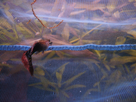 Guppy Male Malade 1367849449-p1000552