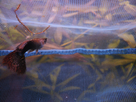 Guppy Male Malade 1367849461-p1000553