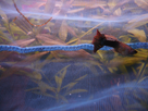 Guppy Male Malade 1367849480-p1000557