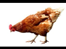 1370366910-poule-copie.png