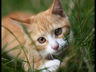 Auberge In Flames - Page 5 1375390089-portrait-de-chat-1024x795
