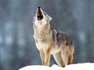 1382724008-loup4.png