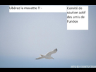 [Image: 1384587927-mouetteliberervoix-800x600-blanc-img-06.png]