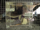 Cage maison et agrandissement. 1392469255-img-9086