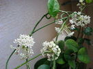 Hoya Australis à céder 1401782992-dsc01790