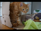 http://image.noelshack.com/minis/2014/47/1416255505-dsc00148.png