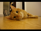 http://image.noelshack.com/minis/2014/47/1416255514-dsc00218.png