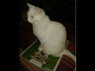 http://image.noelshack.com/minis/2015/03/1421345212-flocharlie.png