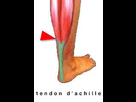 http://image.noelshack.com/minis/2015/10/1425391598-tendon-achille.png