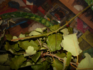 Elevage de Carausius morosus 1434271512-grand-phasme