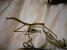 Elevage de Carausius morosus 1434271560-phasme-a-3-pattes