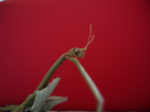 Elevage de Carausius morosus 1434271598-phasme-a-3-pattes-portrait