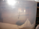 Elevage de Carausius morosus 1434271629-bebe-phasme-1