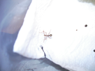 Elevage de Carausius morosus 1434271659-bebe-phasme-2