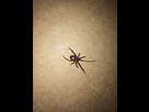 Identification araignée 1467906725-image