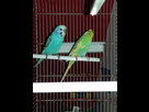 Bonjours 1480529960-20161103-173905