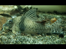 Ménagerie, plus de 3.000L d'aquariums - Page 18 1536918878-test-0001