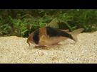 Ménagerie, plus de 3.000L d'aquariums - Page 18 1536918889-test-0002