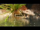 Ménagerie, plus de 3.000L d'aquariums - Page 18 1536918929-test-0007