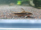 Ménagerie, plus de 3.000L d'aquariums - Page 18 1536918937-test-0009