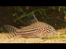 Ménagerie, plus de 3.000L d'aquariums - Page 18 1536919042-test-0019