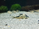 Ménagerie, plus de 3.000L d'aquariums - Page 18 1536919044-test-0020