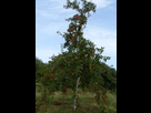 Mes greffes du printemps 2018 1538949990-0