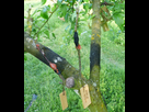 Mes greffes du printemps 2018 1538950004-01