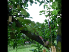 Mes greffes du printemps 2018 1538950021-02