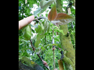 Mes greffes du printemps 2018 1538950035-03