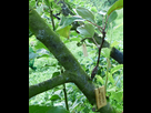 Mes greffes du printemps 2018 1538950049-04