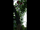 Mes greffes du printemps 2018 1538950063-05