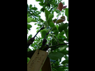 Mes greffes du printemps 2018 1538950216-06